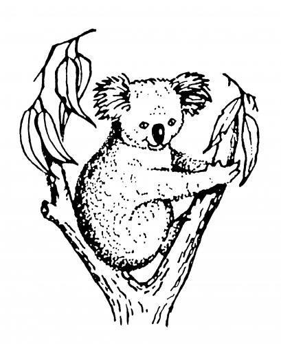 Koala Accounting & Taxation - Adelaide Accountant 2