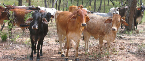 Hogan & Associates CPA - Adelaide Accountant 1