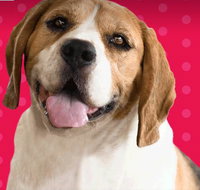 Synergy Professional Accounting Solutions - Adelaide Accountant