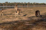 Accountant Listing Partner Dalby Accommodation