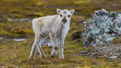 Prepare yourself for a look at a rare albino caribou calf photographed possibly for the first time Adelaide Accountant